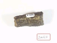 藏品(鹿角)的圖片